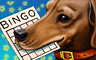 Bingo Was His Name-O Badge
Everyone Wins Bingo
Nov 19, 2011 Bingo Was His Name-O Badge
Everyone Wins Bingo
Nov 19, 2011