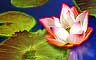 Water Garden Badge
Mahjong Garden