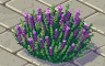 Lavender Bush Badge - Solitaire Gardens Lavender Bush Badge - Solitaire Gardens