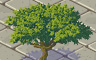 Olive Tree Badge - Solitaire Gardens Olive Tree Badge - Solitaire Gardens