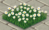 White Daisies Badge - Solitaire Gardens White Daisies Badge - Solitaire Gardens