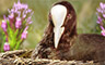 Quiet Reflection Badge - Claire Hart: Secret In The Shadows Quiet Reflection Badge - Claire Hart: Secret In The Shadows