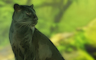 The Jungle Book Episode 3 Badge - StoryQuest The Jungle Book Episode 3 Badge - StoryQuest