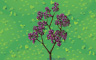 Cherry Blossom Badge - Solitaire Gardens Cherry Blossom Badge - Solitaire Gardens