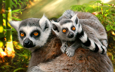 Leaping Lemur Badge - Claire Hart: Secret In The Shadows Leaping Lemur Badge - Claire Hart: Secret In The Shadows