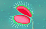 Giant Flytrap Badge - Solitaire Gardens Giant Flytrap Badge - Solitaire Gardens