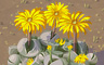 Yellow Daisy Cluster Badge - Solitaire Gardens Yellow Daisy Cluster Badge - Solitaire Gardens