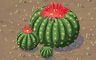 Barrel Cactus Trio Badge - Solitaire Gardens Barrel Cactus Trio Badge - Solitaire Gardens