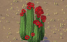 Blooming Cacti Badge - Solitaire Gardens Blooming Cacti Badge - Solitaire Gardens