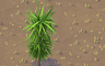 Palm Plant Badge - Solitaire Gardens Palm Plant Badge - Solitaire Gardens
