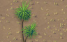 Small Palm Sprig Badge - Solitaire Gardens Small Palm Sprig Badge - Solitaire Gardens
