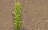Feathery Bush Badge - Solitaire Gardens Feathery Bush Badge - Solitaire Gardens