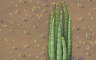 Cactus Fingers Badge - Solitaire Gardens Cactus Fingers Badge - Solitaire Gardens