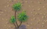 Palm Sprig Badge - Solitaire Gardens Palm Sprig Badge - Solitaire Gardens