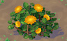 Chrysanthemum Patch (yellow) Badge - Solitaire Gardens Chrysanthemum Patch (yellow) Badge - Solitaire Gardens