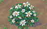 Daisy Patch (white) Badge - Solitaire Gardens Daisy Patch (white) Badge - Solitaire Gardens