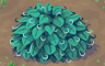 Turquoise Bush Badge - Solitaire Gardens Turquoise Bush Badge - Solitaire Gardens