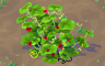 Holly Shrub Badge - Solitaire Gardens Holly Shrub Badge - Solitaire Gardens