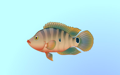 Fishy Friend Badge - Quinn's Aquarium Fishy Friend Badge - Quinn's Aquarium