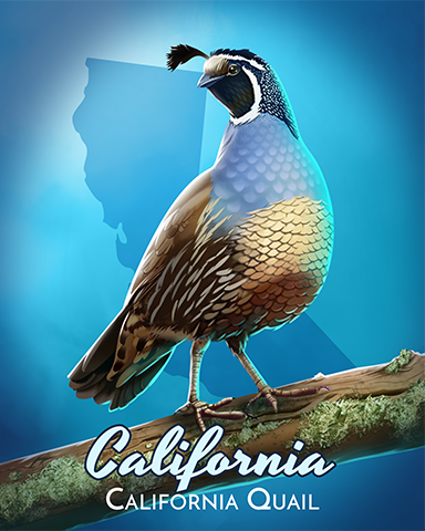 California Quail Badge - Aces Up! HD California Quail Badge - Aces Up! HD