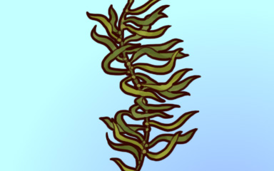 Call For Kelp Badge - Quinn's Aquarium Call For Kelp Badge - Quinn's Aquarium