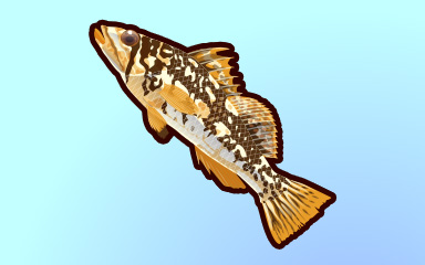 Big Bass Badge - Quinn's Aquarium Big Bass Badge - Quinn's Aquarium