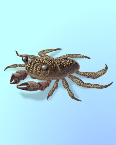 Crab Fest Badge - Quinn's Aquarium Crab Fest Badge - Quinn's Aquarium