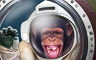 Simian Space Swap Badge - CLUE Secrets & Spies Simian Space Swap Badge - CLUE Secrets & Spies