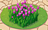 Violet Tulips Badge - Solitaire Gardens Violet Tulips Badge - Solitaire Gardens