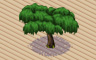 Weeping Hemlock Badge - Solitaire Gardens Weeping Hemlock Badge - Solitaire Gardens