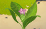 Curcuma Ginger Plant Badge - Solitaire Gardens Curcuma Ginger Plant Badge - Solitaire Gardens
