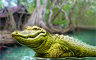 The Honey Island Swamp Badge - Claire Hart Classic The Honey Island Swamp Badge - Claire Hart Classic