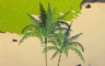 Areca Palm Trees Badge - Solitaire Gardens Areca Palm Trees Badge - Solitaire Gardens