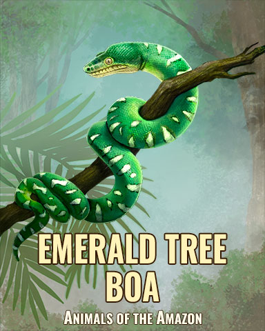 Emerald Tree Boa Badge - Quinn's Aquarium Emerald Tree Boa Badge - Quinn's Aquarium