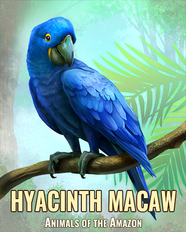 Hyacinth Macaw Badge - Cookie Connect Hyacinth Macaw Badge - Cookie Connect