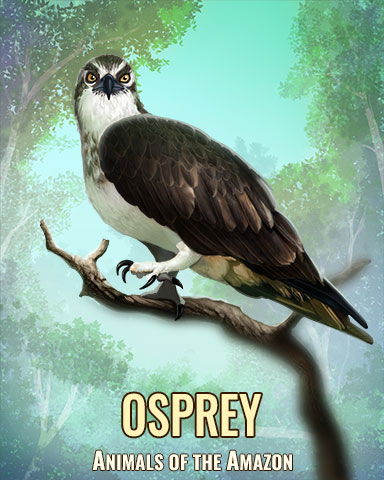 Osprey Badge - Crazy Cakes 2 Osprey Badge - Crazy Cakes 2