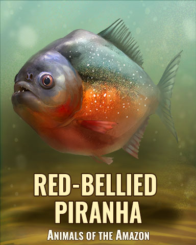 Red-Bellied Piranha Badge - Quinn's Aquarium Red-Bellied Piranha Badge - Quinn's Aquarium