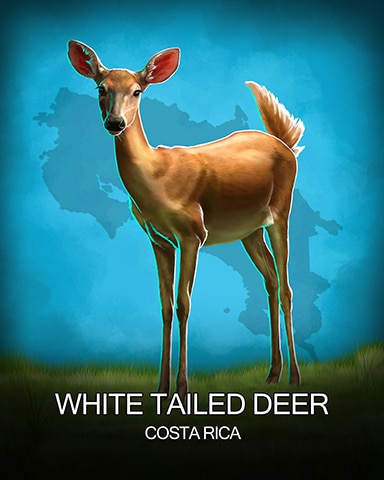 White Tailed Deer National Animals Badge - Jungle Gin HD White Tailed Deer National Animals Badge - Jungle Gin HD