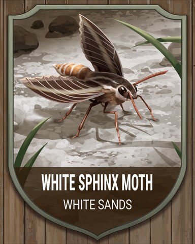 White Sands Sphinx Moth National Parks Badge - Canasta HD White Sands Sphinx Moth National Parks Badge - Canasta HD