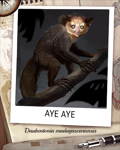 Aye Aye Nocturnal Animal Badge - Canasta HD Aye Aye Nocturnal Animal Badge - Canasta HD