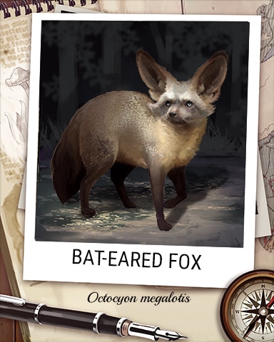 Bat-Eared Fox Nocturnal Animal Badge - Word Whomp HD Bat-Eared Fox Nocturnal Animal Badge - Word Whomp HD