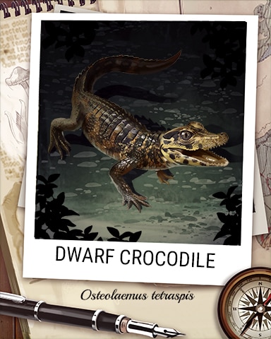 Dwarf Crocodile Nocturnal Animal Badge - Jungle Gin HD Dwarf Crocodile Nocturnal Animal Badge - Jungle Gin HD