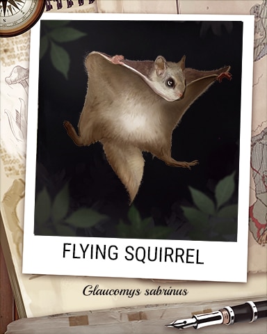Flying Squirrel Nocturnal Animal Badge - Canasta HD Flying Squirrel Nocturnal Animal Badge - Canasta HD