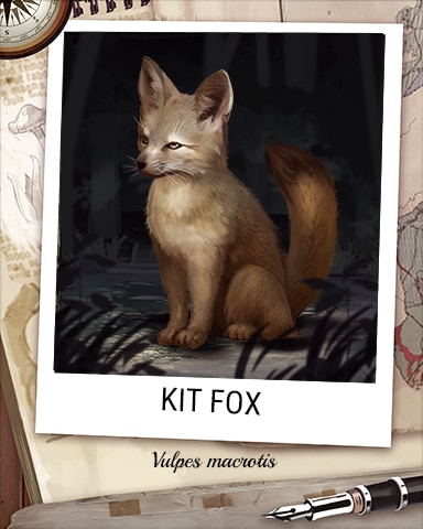 Kit Fox Nocturnal Animal Badge - Bejeweled Stars Kit Fox Nocturnal Animal Badge - Bejeweled Stars