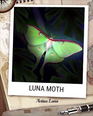 Luna Moth Nocturnal Animal Badge - Jet Set Solitaire Luna Moth Nocturnal Animal Badge - Jet Set Solitaire