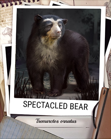 Spectacled Bear Nocturnal Animal Badge - Quinn's Aquarium Spectacled Bear Nocturnal Animal Badge - Quinn's Aquarium