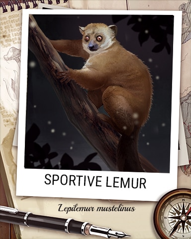 Sportive Lemur Nocturnal Animal Badge - Mahjong Garden HD Sportive Lemur Nocturnal Animal Badge - Mahjong Garden HD