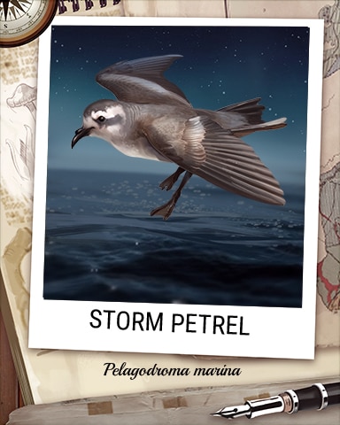 Storm Petrel Nocturnal Animal Badge - Jungle Gin HD Storm Petrel Nocturnal Animal Badge - Jungle Gin HD
