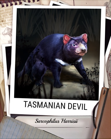 Tasmanian Devil Nocturnal Animal Badge - Thousand Island Solitaire HD Tasmanian Devil Nocturnal Animal Badge - Thousand Island Solitaire HD