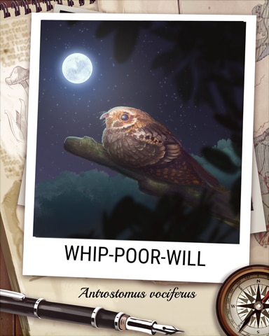 Whip-Poor-Will Nocturnal Animal Badge - Sweet Tooth Town Whip-Poor-Will Nocturnal Animal Badge - Sweet Tooth Town